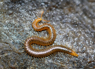 Eine Nahaufnahme eines Bodentausendfüßler, Geophilus carpophagus.