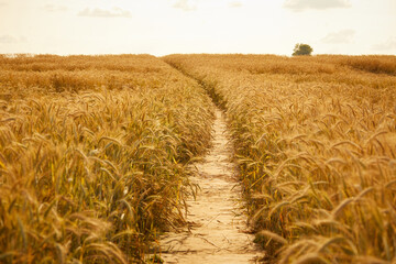 Gold wheat field, organic farm