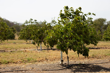 small avocado tree planting in the field