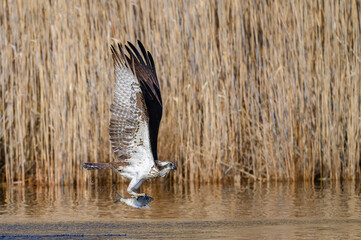 Osprey bird fishing for Alewife fish in the pond during spring - Powered by Adobe