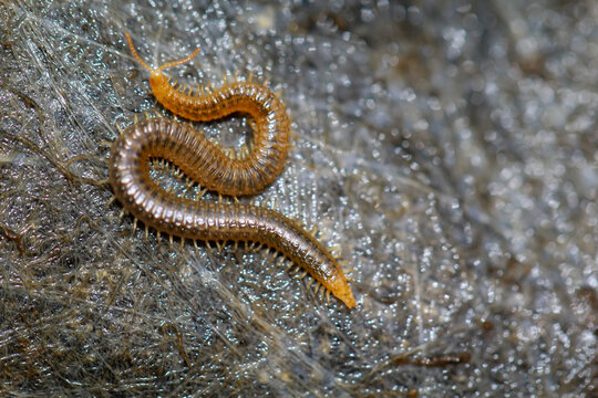 Eine Nahaufnahme eines Bodentausendf&uuml;&szlig;ler, Geophilus carpophagus.