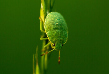 Selective focus shot of a green bug on plant against a green background