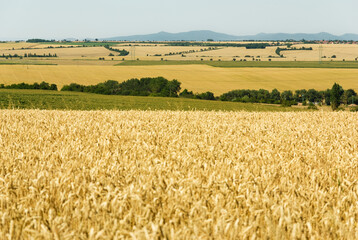 Wheat filed in summer, Czech Republic