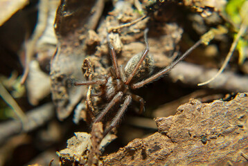 Eine Nahaufnahme einer großen Winkelspinne. Sie gehört zu den Trichterspinnen (Agelenidae).