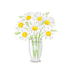 Fototapeta premium Bouquet of daisy in transparent glass vase isolated on white background. Wildflowers vector illustration in cartoon flat style.