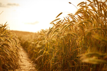 Gold wheat field, organic farm