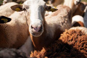 brown and white sheep eating on a farm