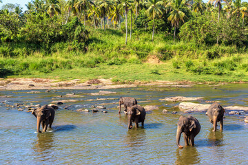 Herd of elephants in Sri Lanka
