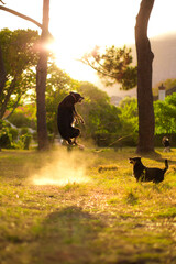 Dog captured during a high jump while playing with another dog in the field at sunset
