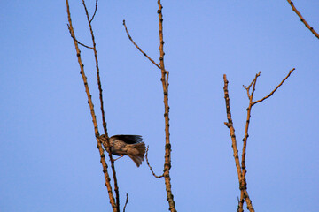 Eine Singdrossel, Drossel auf den Ästen eines Baumes.

