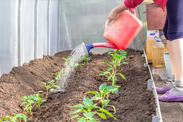 Fototapeta premium Metal watering can used to water the green grass