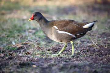 Eine Teichralle, Teichhuhn am Rand eines Teiches.