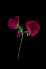 Vertical macro shot of sweet pea plant with purple petals, over a black background