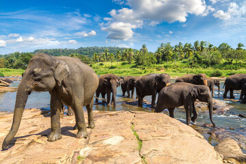 Fototapeta na wymiar Herd of elephants in Sri Lanka