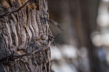 Closeup of barbed wire wrapped around a tree on a blurred background in Asia