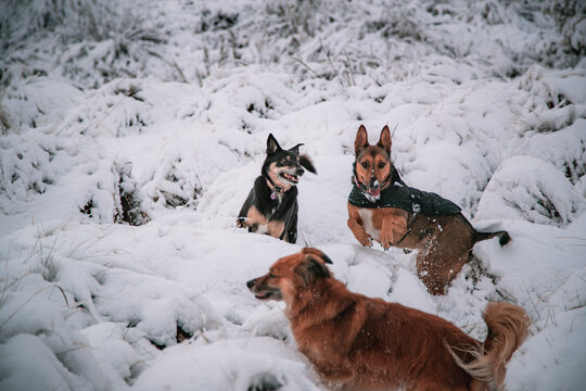 Beautiful shot of two Lapponian herders and a Harzer Fuchs dog on snow ground on a winter day