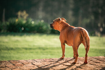 Back view of a brown dog on a green blurry background with space for text