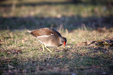 Eine Teichralle, Teichhuhn am Rand eines Teiches.
