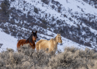 Beautiful Wild Horses Near Challis Idaho in Winter