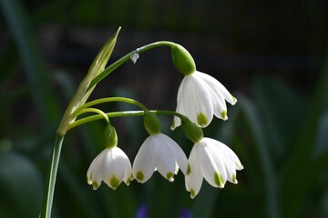  Loddon lily - summer snowflake
