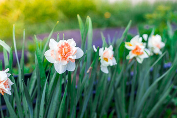Daffodil flowers bloom in the garden in spring