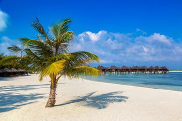 Tropical beach with single palm