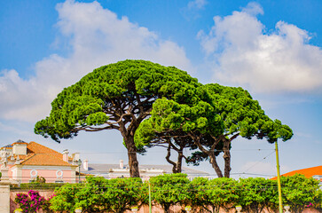 Couple of large stone pine trees in Belem, Lisbon, Portugal
