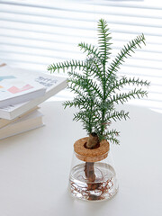 Bottle plant and stack of books on a white table against window shades during daytime