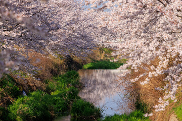 Beautiful pink cherry blossoms in full bloom over river