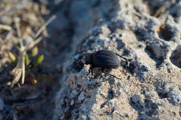 Ein dicker runder schwarzer Käfer im Sand. Nahaufnahme eines kleinen Käfers.
