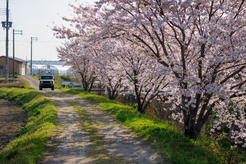 Vehicle at end of country dirt road lined by cherry trees in full bloom 