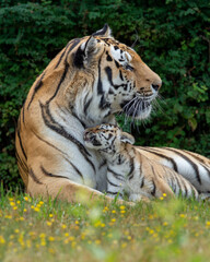 Vertical shot of a tiger with her cub in the woods
