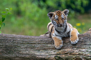 Cute wild tiger cub lying down on a wooden log on a blurred background