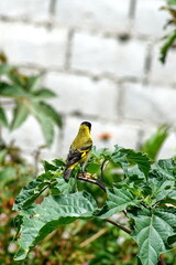 Hooded siskin (Spinus magellanicus) in a bush in Cotacachi, Ecuador