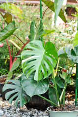 monstera thai constellation or Monstera, Hurricane plant or Swiss cheese or bicolor leaf