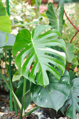 monstera thai constellation or Monstera, Hurricane plant or Swiss cheese or bicolor leaf
