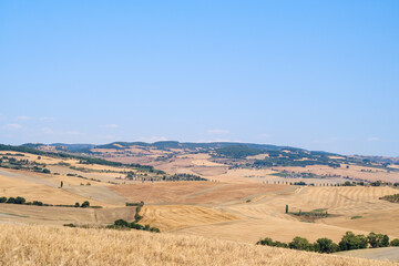 Summer field landscape in Tuscany with wheat fields and trees in a sunny day