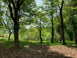 서울 삼성동 선정릉 공원, 선릉, 정릉, 봄, 자연, 꽃, 왕릉 / Seonjeongneung Park in Samseong-dong, Seoul, Seolneung, Jeongneung, Spring, Nature, Flower, Royal Tomb 