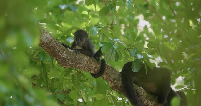baby Howler monkey lying down and clinging with its tail on a tree branch, beside its mother