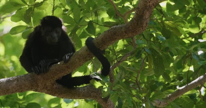 close view of a black Howler monkey over a tree in the rainforest