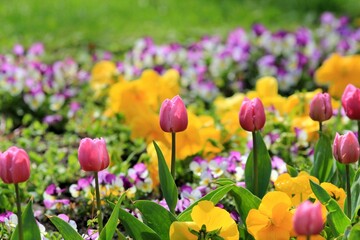 Obraz premium Pink tulips in the park on a blurry background