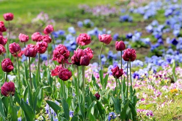 Obraz premium Purple tulips in the park in spring on a blurry background