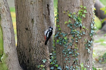 Large spotted woodpecker Dendrocopos major in the park on a tree