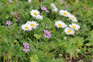 White daisies (Bellis perennis) in the park in spring © dinar12
