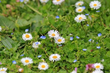 White daisies (Bellis perennis) in the park in spring © dinar12