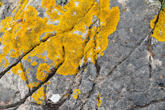 yellow moss on an old stone with cracks