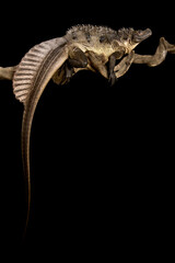Sulawesi Sailfin Lizard (Hydrosaurus microlophus)