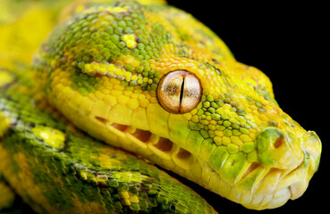 Northern green tree python (Morelia azurea)