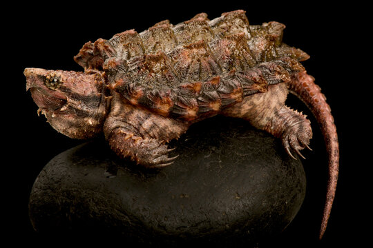 Alligator snapping turtle (Macrochelys temminckii)