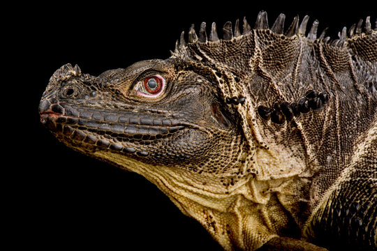 Sulawesi Sailfin Lizard (Hydrosaurus microlophus)